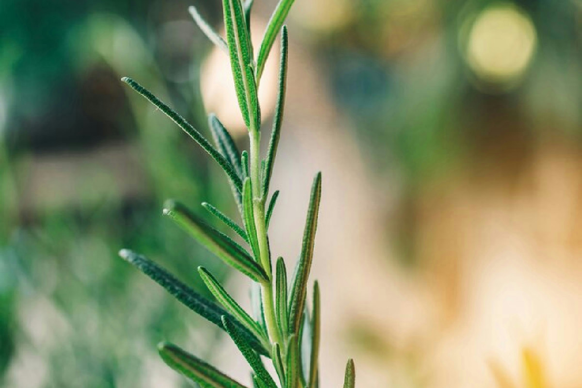 Rosmarino sempre fitto e profumato? I trucchi per potarlo senza errori e stimolarne la crescita