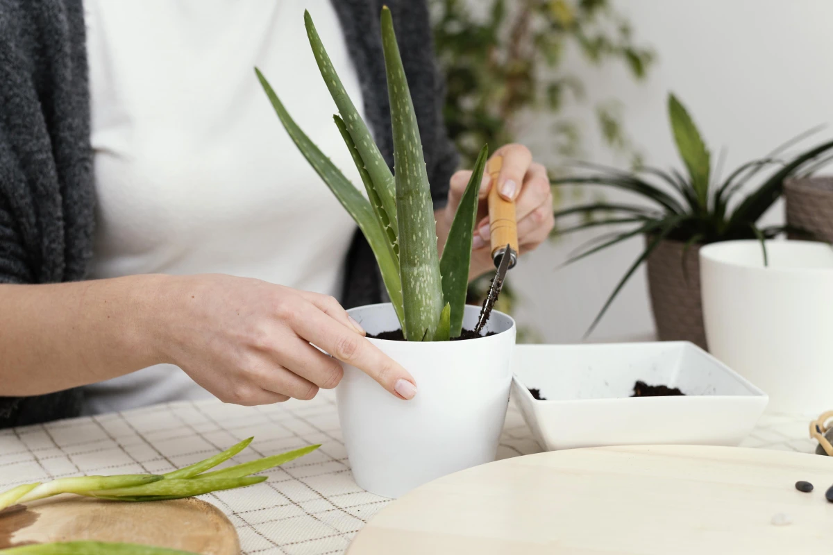 Sansevieria in casa: la pianta che trasforma l’aria viziata in un’aria pura e rigenerante ogni giorno - giardinaggionotizie.it
