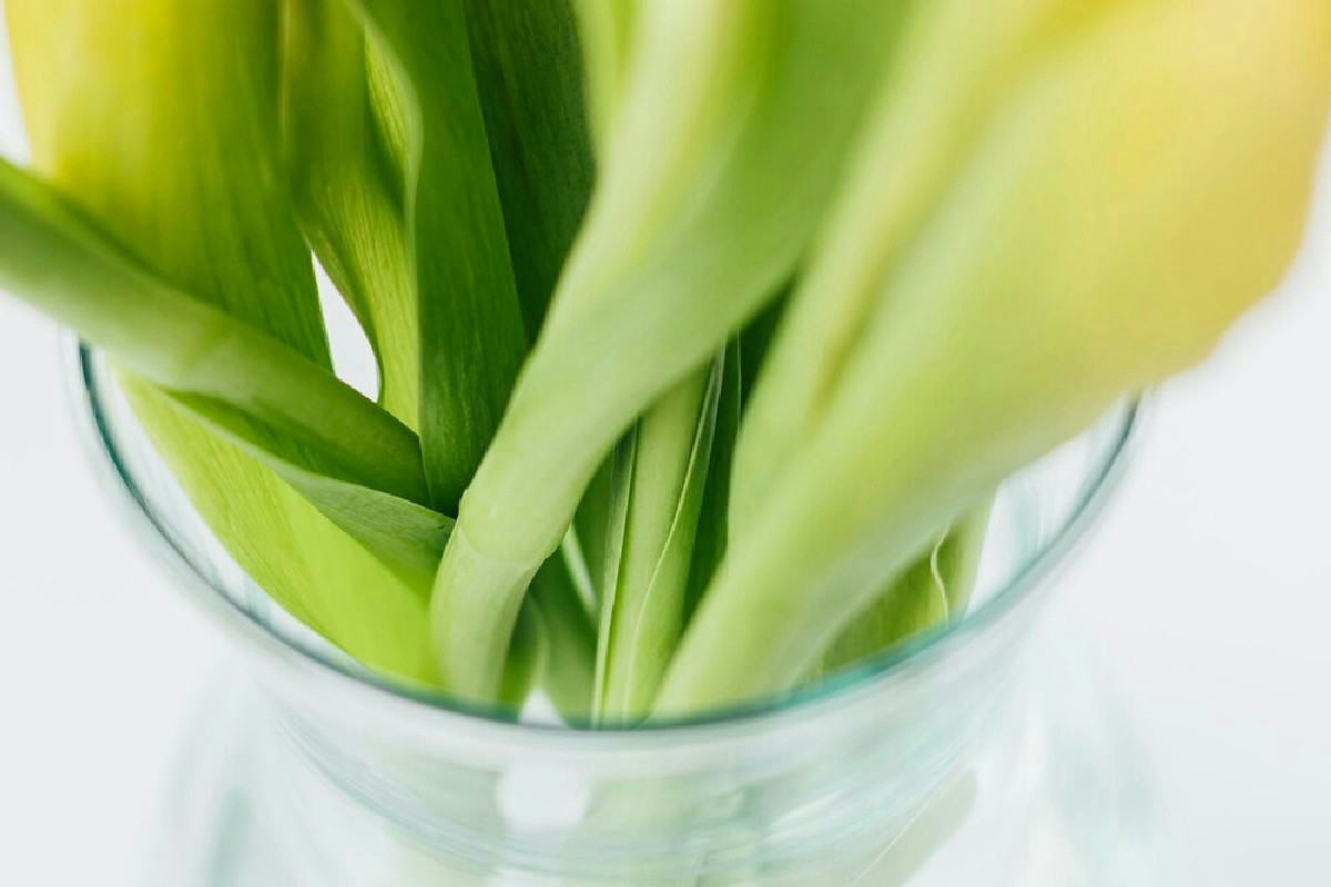 Se scegli queste 9 piante la tua casa cambia faccia: aria più pulita e un angolo verde unico
