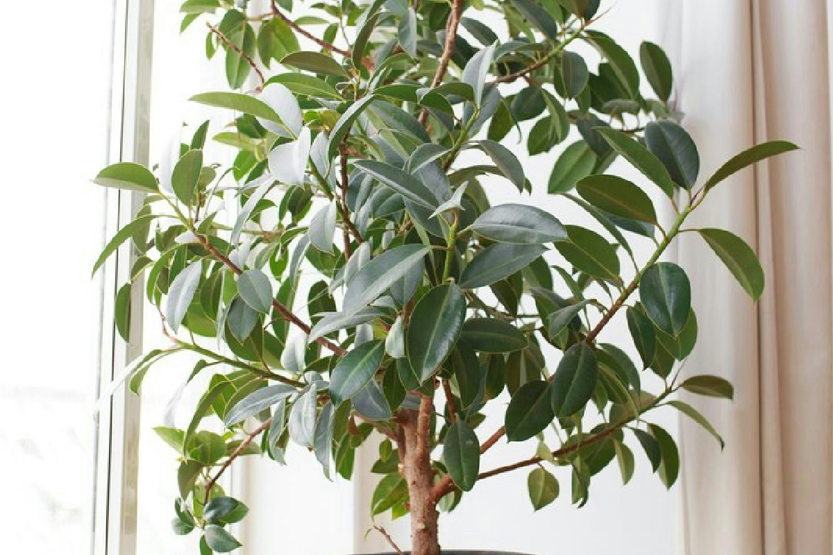 Se scegli queste 9 piante la tua casa cambia faccia: aria più pulita e un angolo verde unico