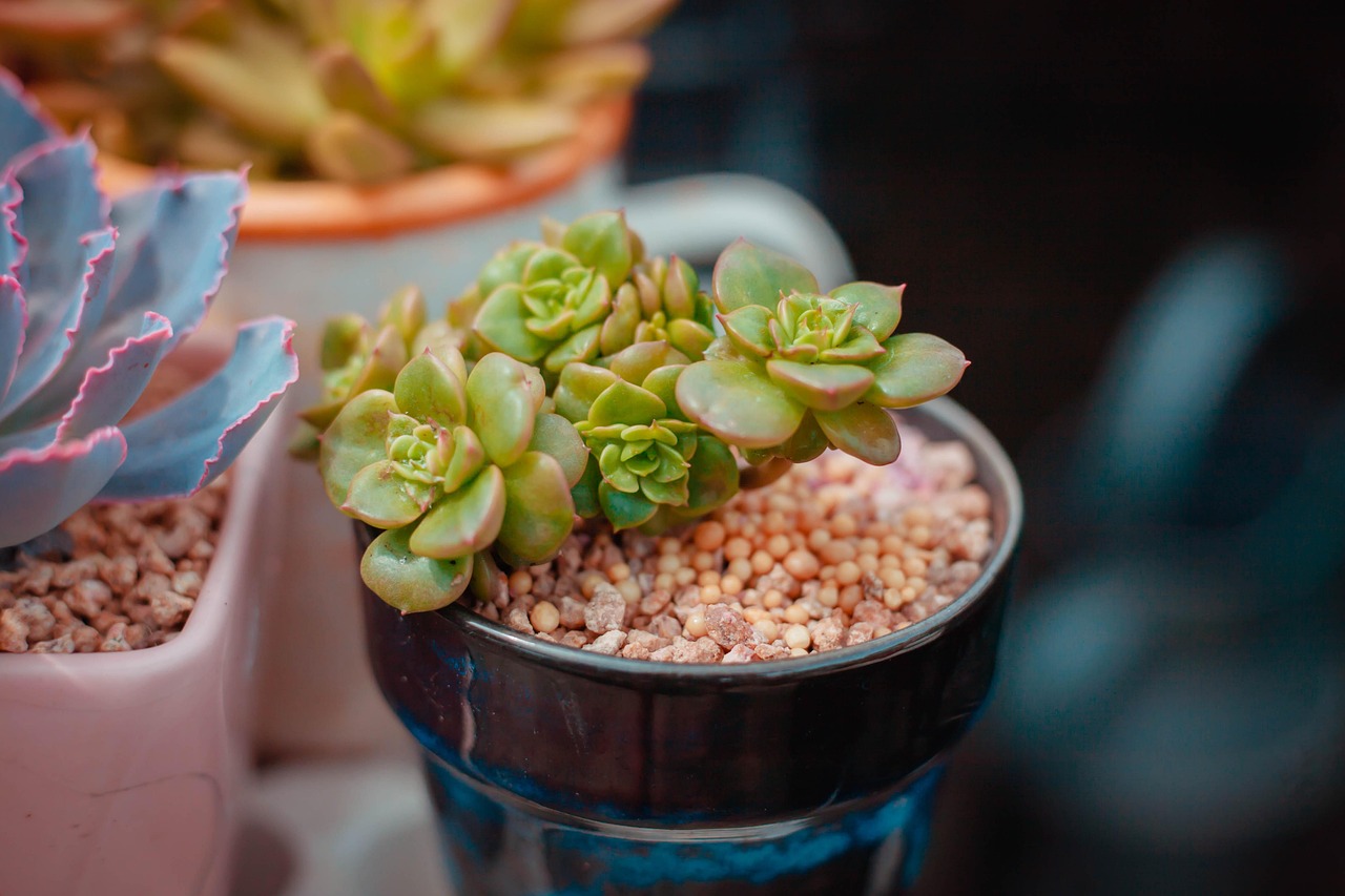 Il segreto dei pollici verdi: i consigli dei giardinieri per piante da appartamento che incantano