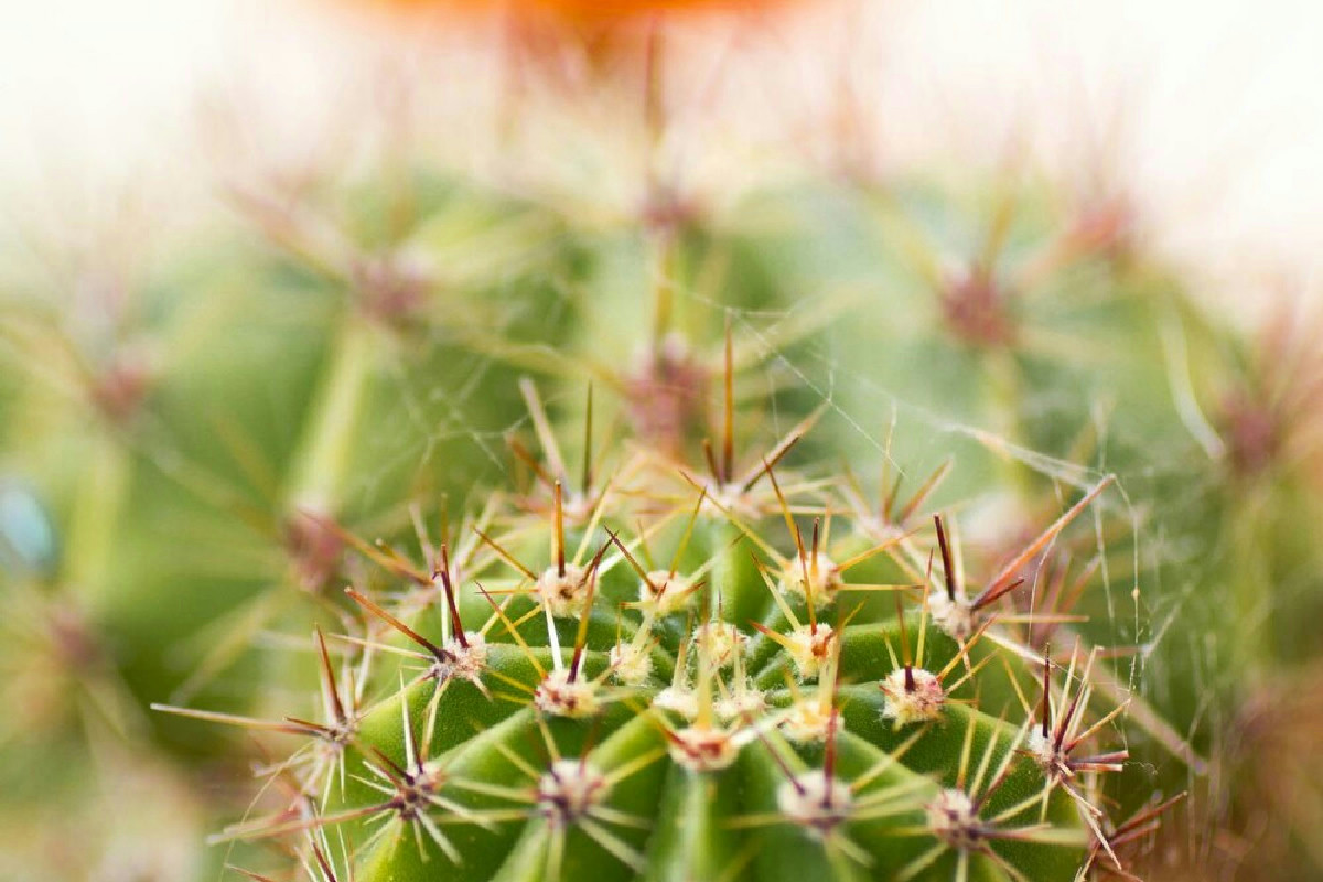 Sole o ombra? Ecco perché la luce giusta fa la differenza per le tue piante grasse in casa