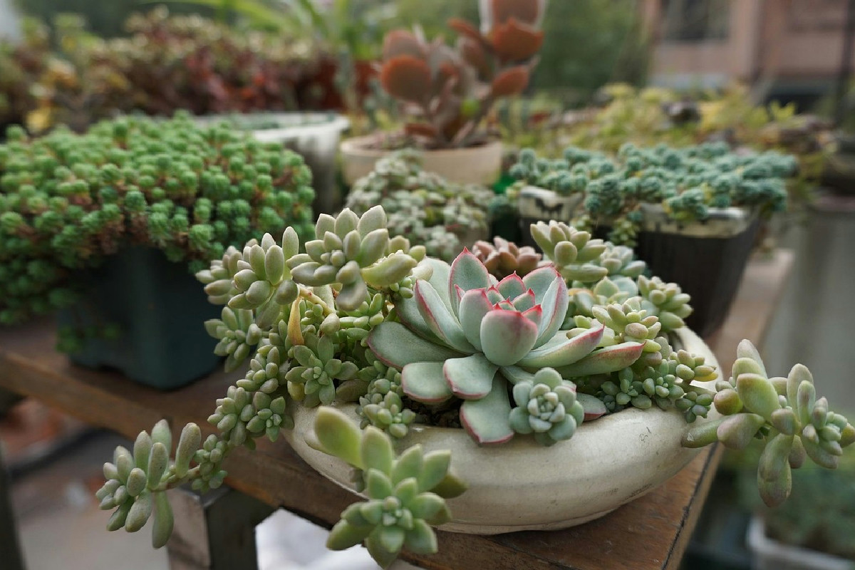 Succulente invernali: come alcune piante grasse si tingono di rosso e viola col primo freddo