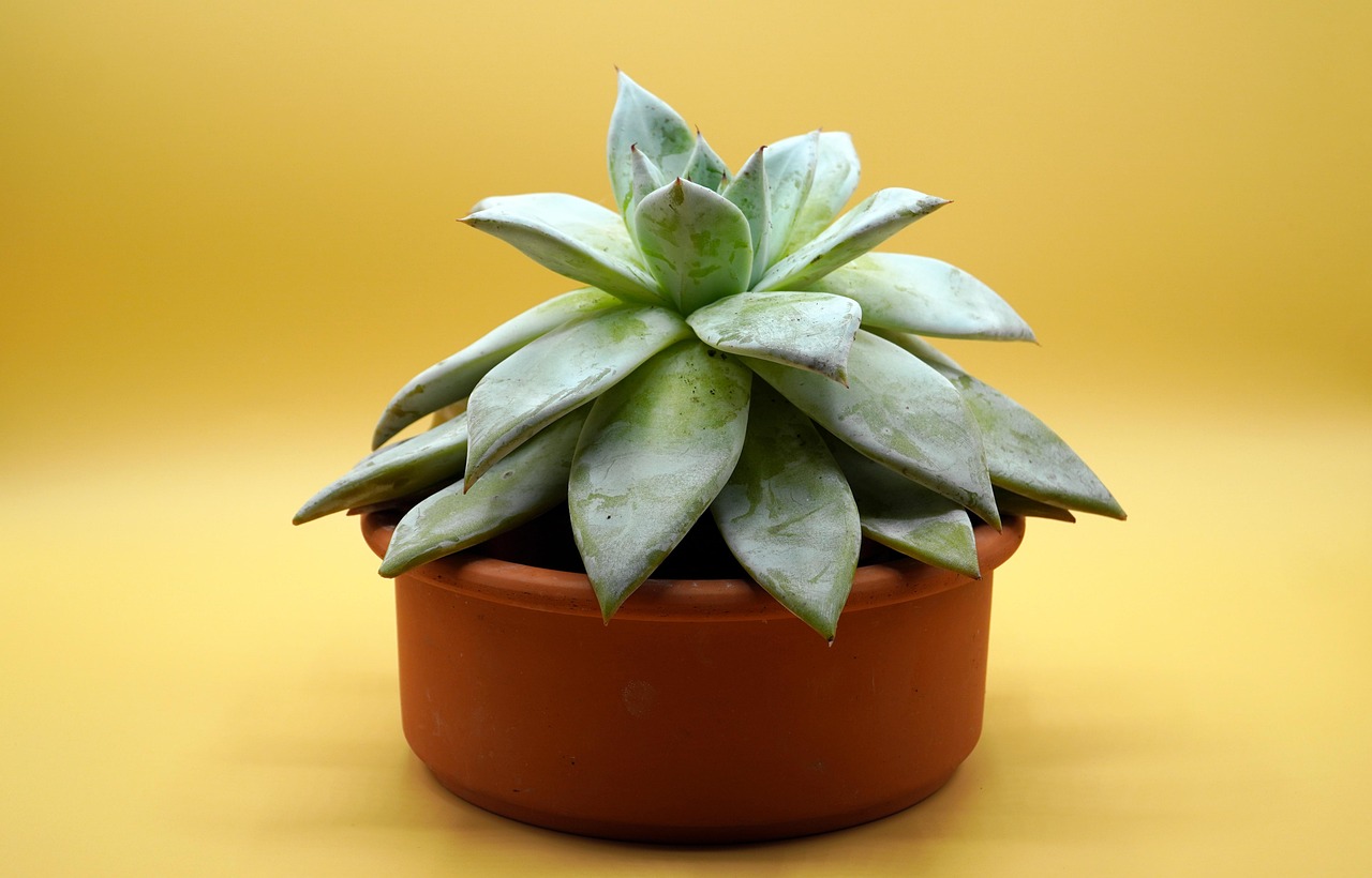 Le tue piante in vaso sopravvivono anche in tua assenza: il metodo semplice per bagnarle sempre