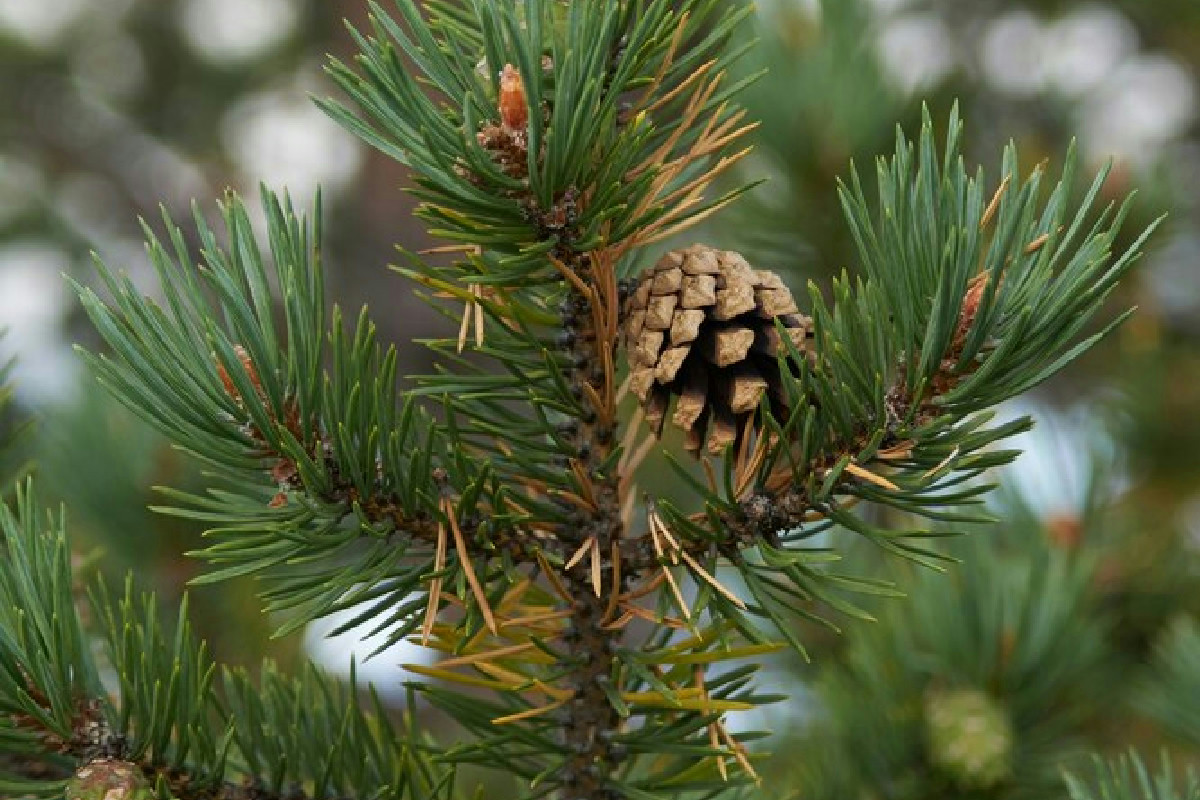 Vuoi un piccolo bosco in casa o all’aperto? Ecco come avere pini sani e rigogliosi ovunque