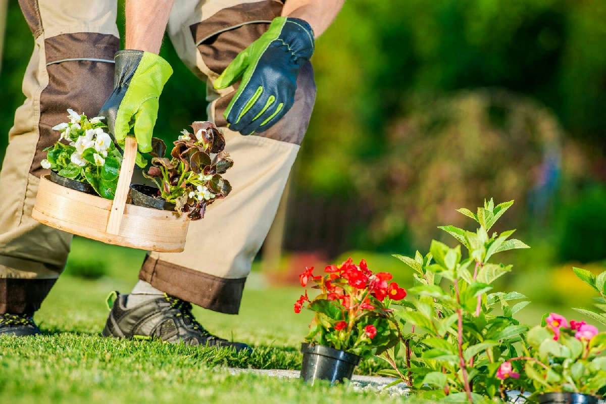 10 consigli essenziali per un giardino rigoglioso e piante più forti e vitali