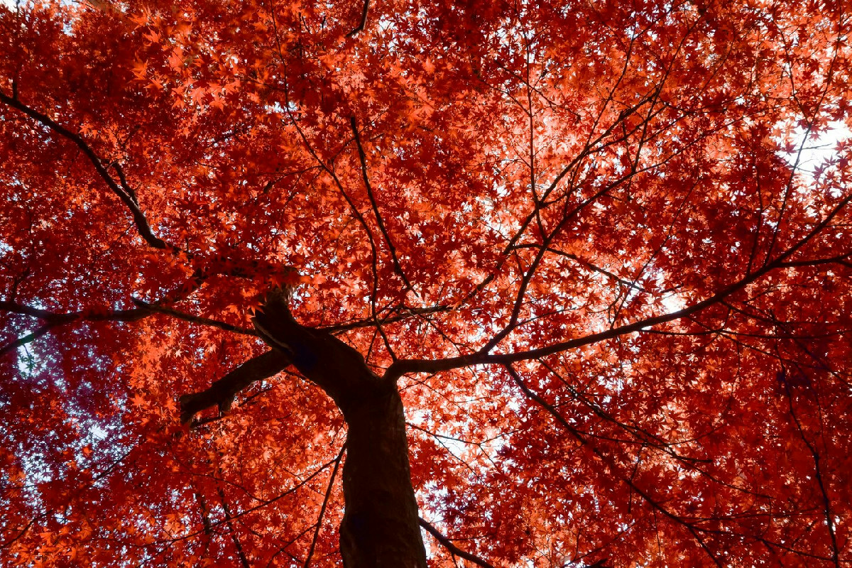 Gli alberi maestosi che danno personalità al giardino: quali scegliere e come valorizzarli