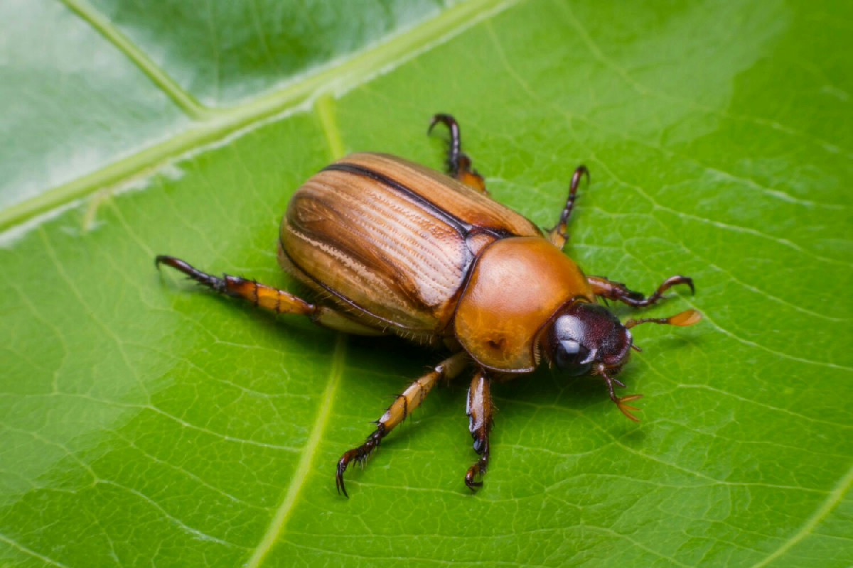 Azione semplice contro la cocciniglia: protegge le piante grasse in modo naturale e duraturo