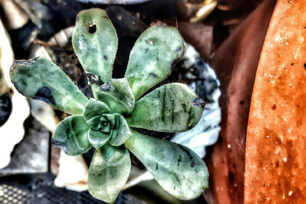 Azione semplice contro la cocciniglia: protegge le piante grasse in modo naturale e duraturo