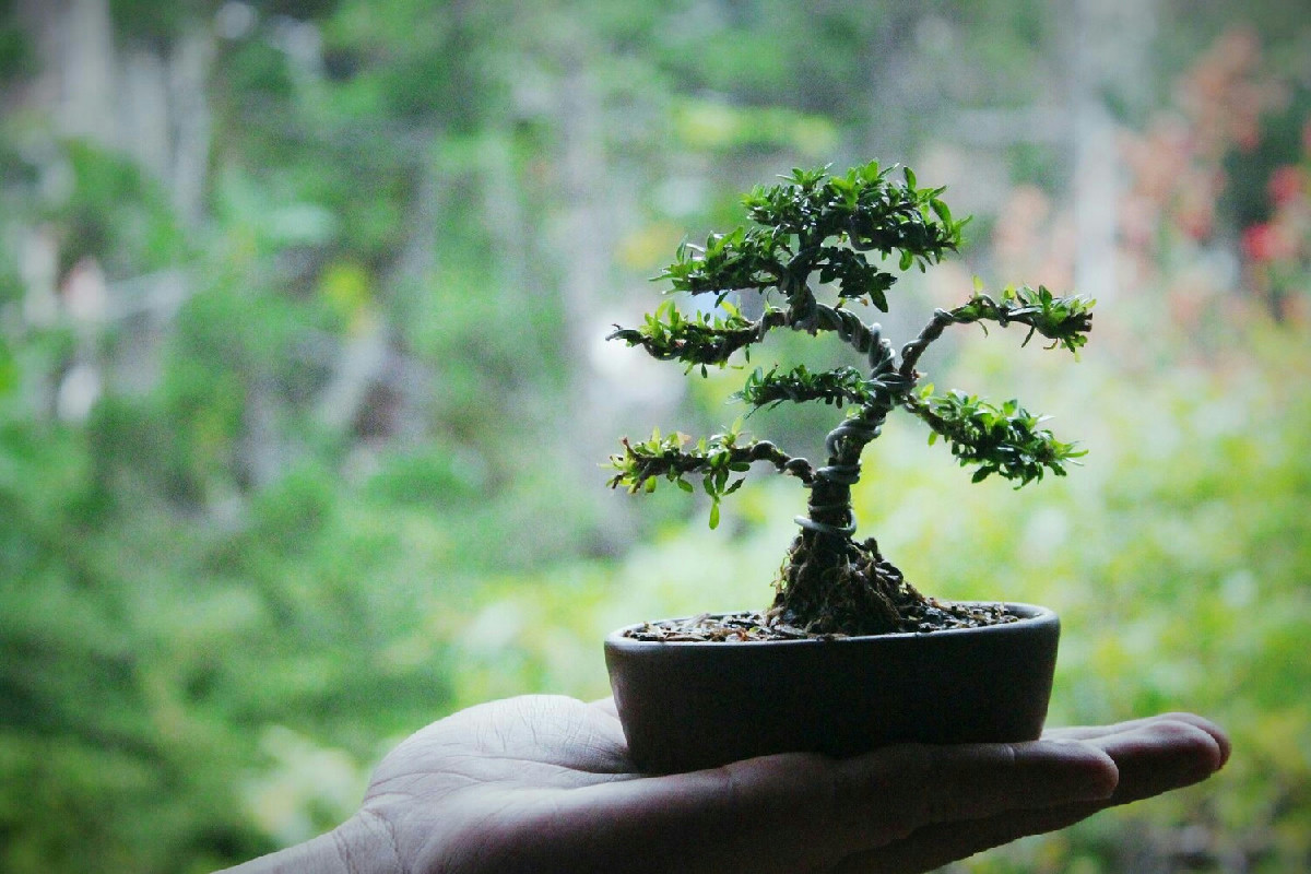 Bonsai impeccabili tutto l’anno: le regole d’oro per piante sane e perfette anche in soggiorno