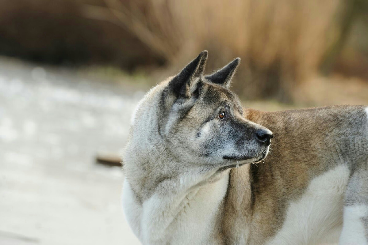 Il cane lupo cecoslovacco: scopri la storia e il carattere che uniscono forza e fedeltà in questa razza