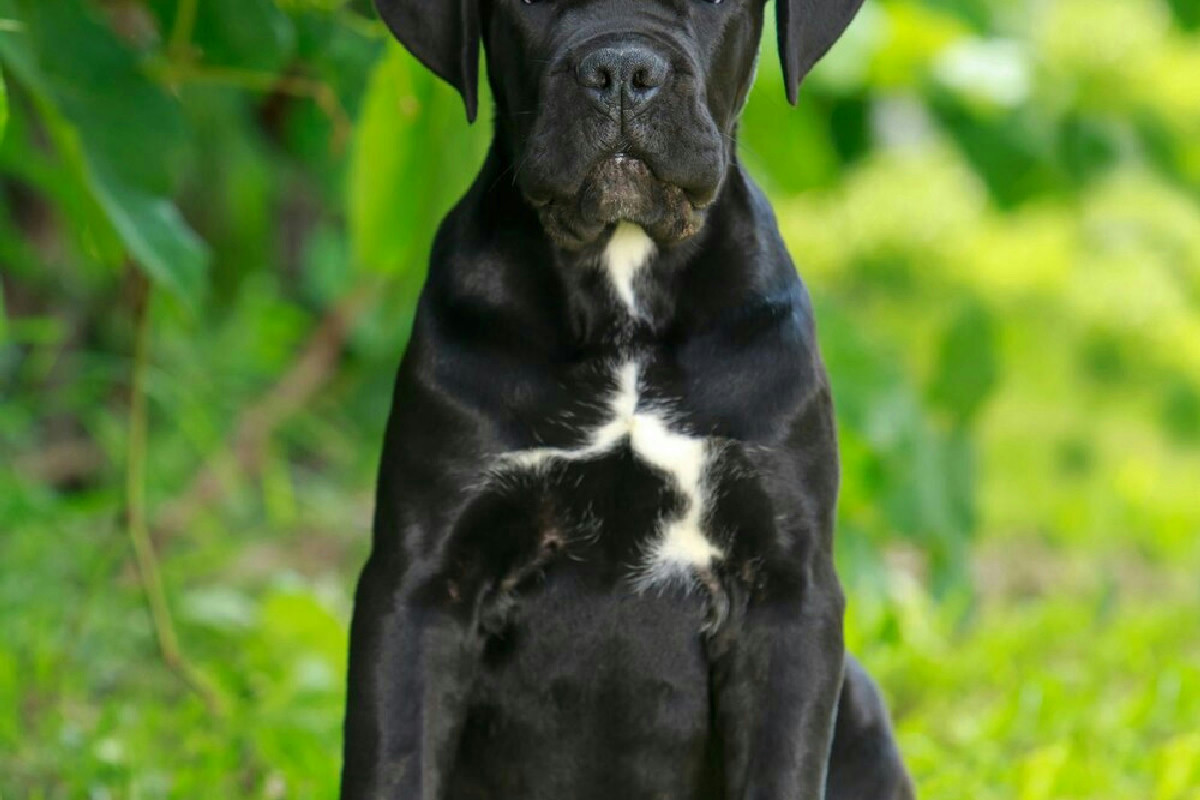 Cani e gatti, perché tenere sotto controllo la pressione può cambiare la loro salute ogni giorno