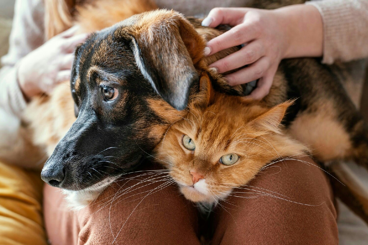 Cani e gatti, perché tenere sotto controllo la pressione può cambiare la loro salute ogni giorno