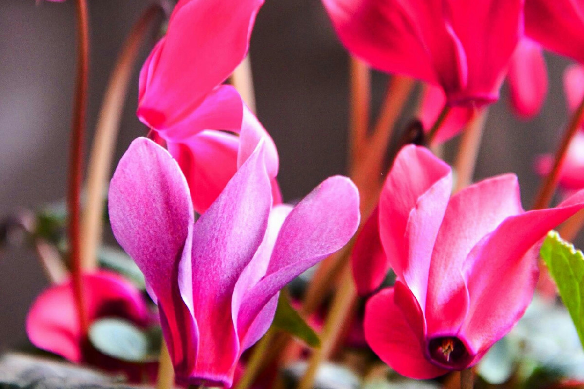 Ciclamini in fiore anche d’inverno? Ecco come li mantieni splendidi e sani senza sforzi