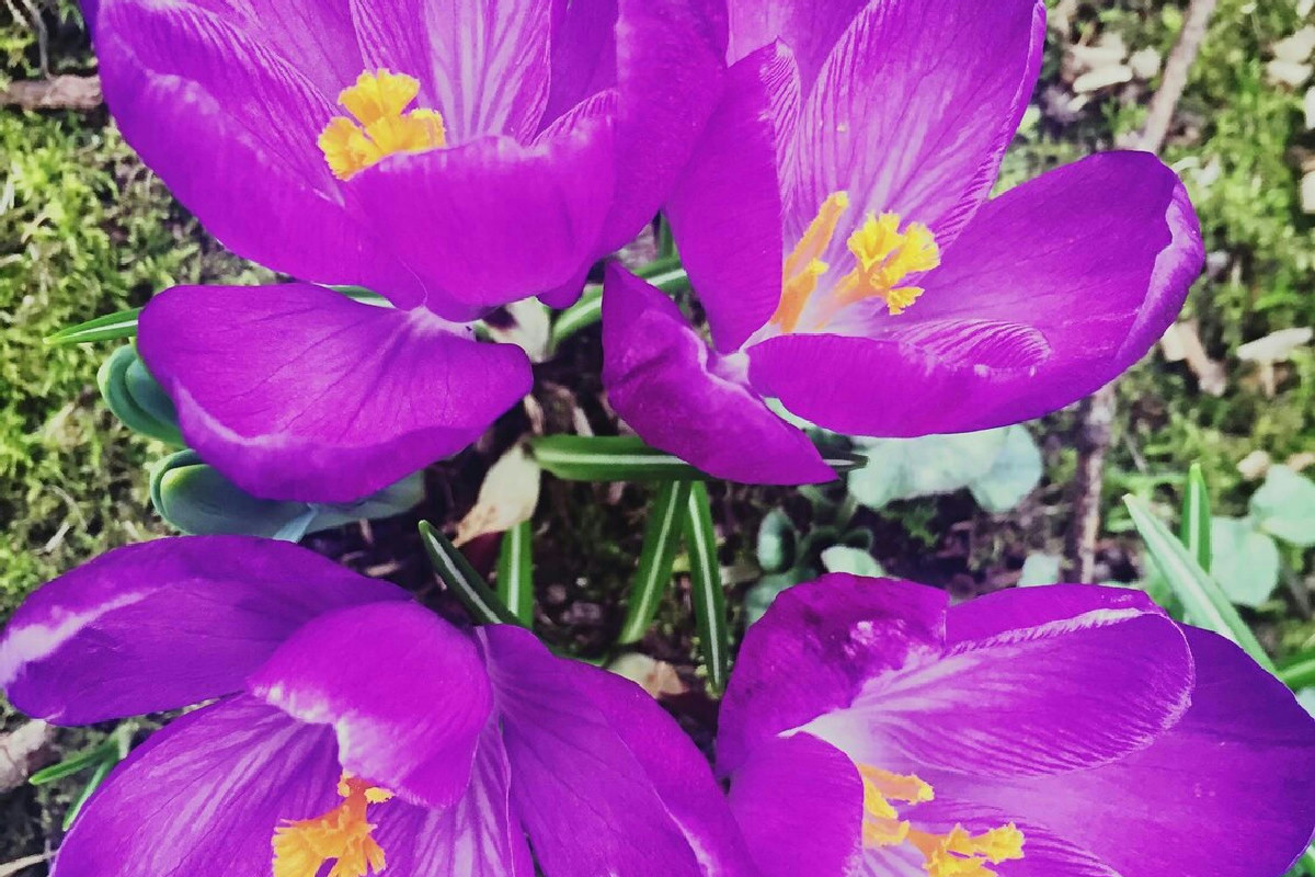Ciclamino in crisi sul balcone? Fiori a terra e foglie gialle rivelano cosa stai sbagliando