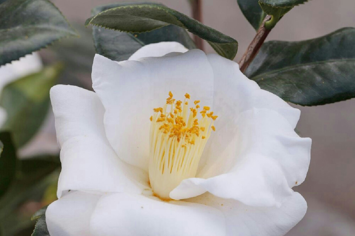 Cosa serve per trasformare un balcone in un rifugio naturale intenso e pieno di vita?