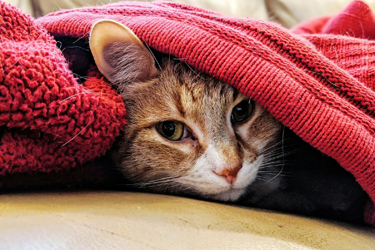 Il freddo invernale: reazioni dei gatti e attenzioni necessarie durante l'inverno rigido