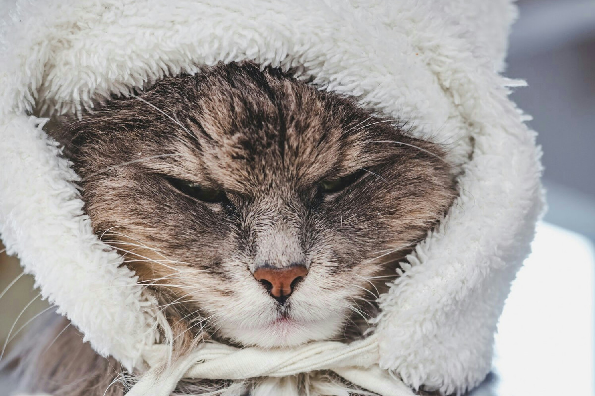 Il freddo invernale: reazioni dei gatti e attenzioni necessarie durante l'inverno rigido