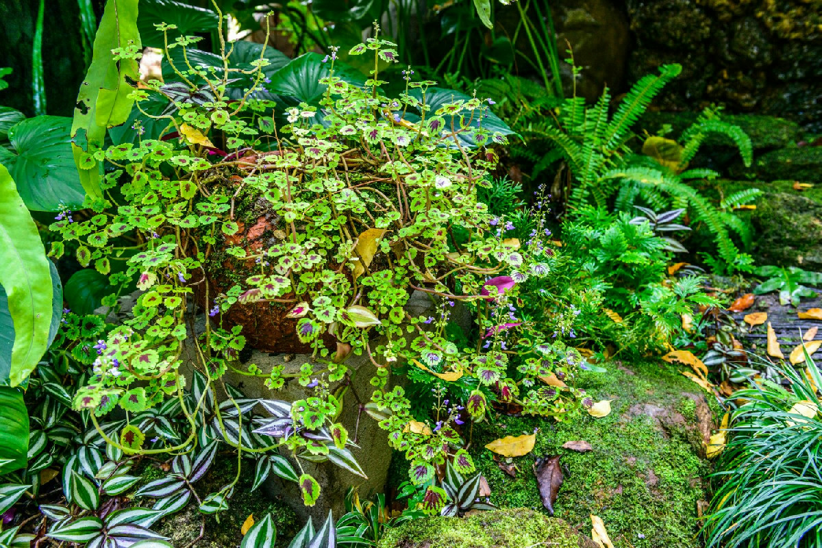I giardini lasciati allo stato selvatico regalano nuova vita a piante e animali: ecco perché