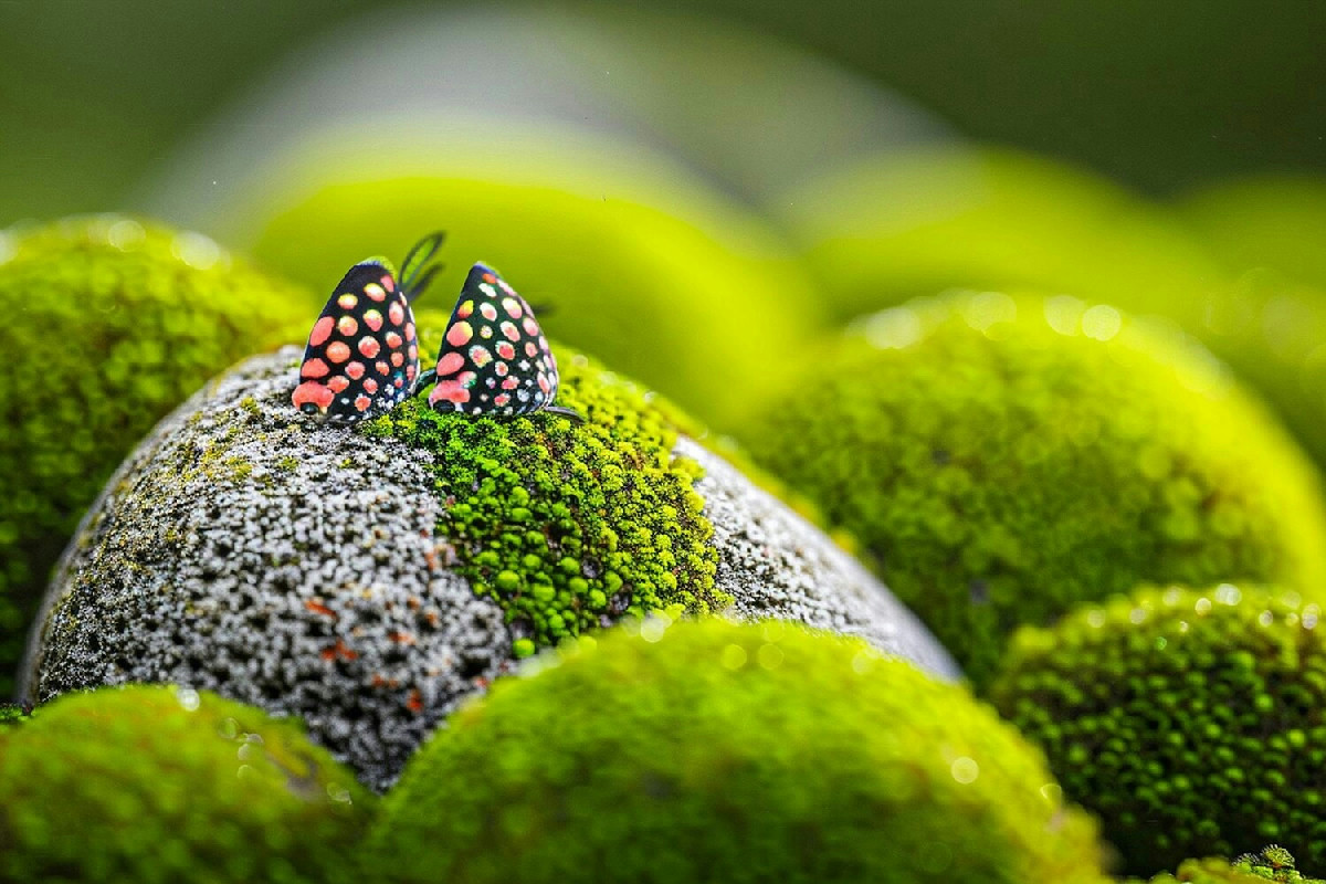 I giardini lasciati allo stato selvatico regalano nuova vita a piante e animali: ecco perché