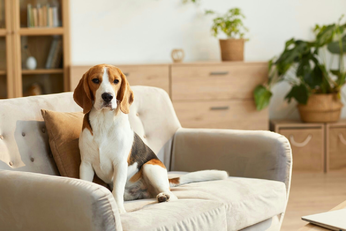 Ladri evitano cani in casa: la strategia silenziosa che aggira ogni difesa animale