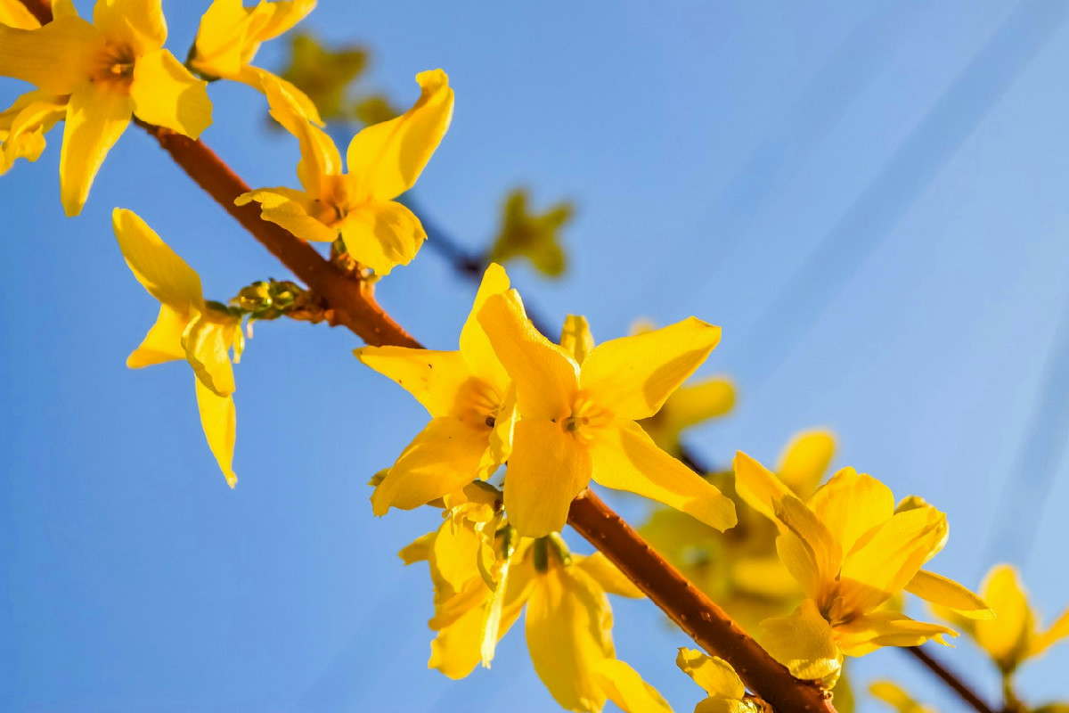 Maggiociondolo: fiori dorati, proprietà, ambienti ideali e curiosità sulla pianta ornamentale