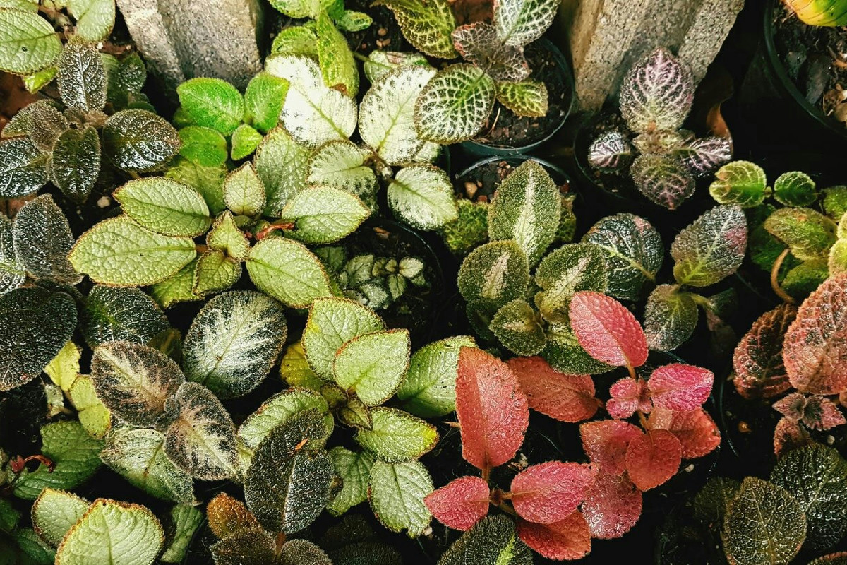 Il mondo delle piante come non l’hai mai visto: tutti i segreti per riconoscerle e distinguerle