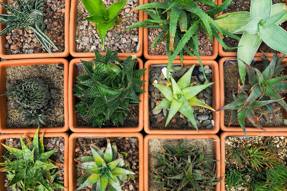 Il mondo delle piante come non l’hai mai visto: tutti i segreti per riconoscerle e distinguerle