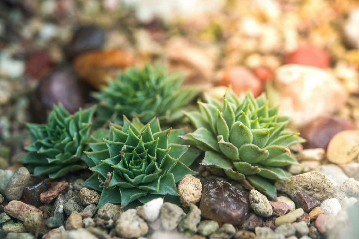 Non crederai a cosa svelano queste piante grasse: il segnale segreto che preannuncia il marciume