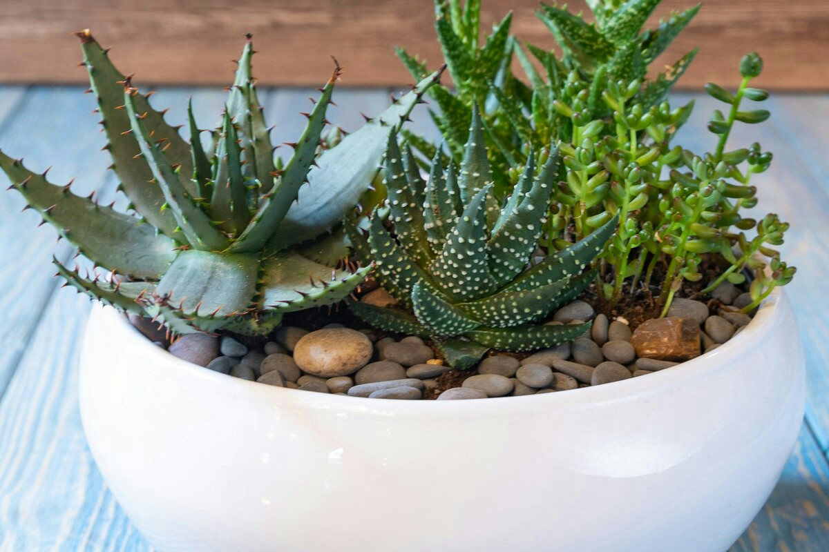 Non crederai a cosa svelano queste piante grasse: il segnale segreto che preannuncia il marciume