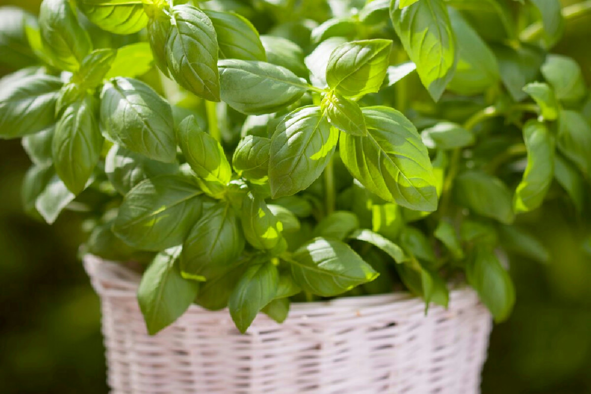 Non immaginerai mai perché il basilico in vaso trasforma il tuo terrazzo: trucchi imperdibili