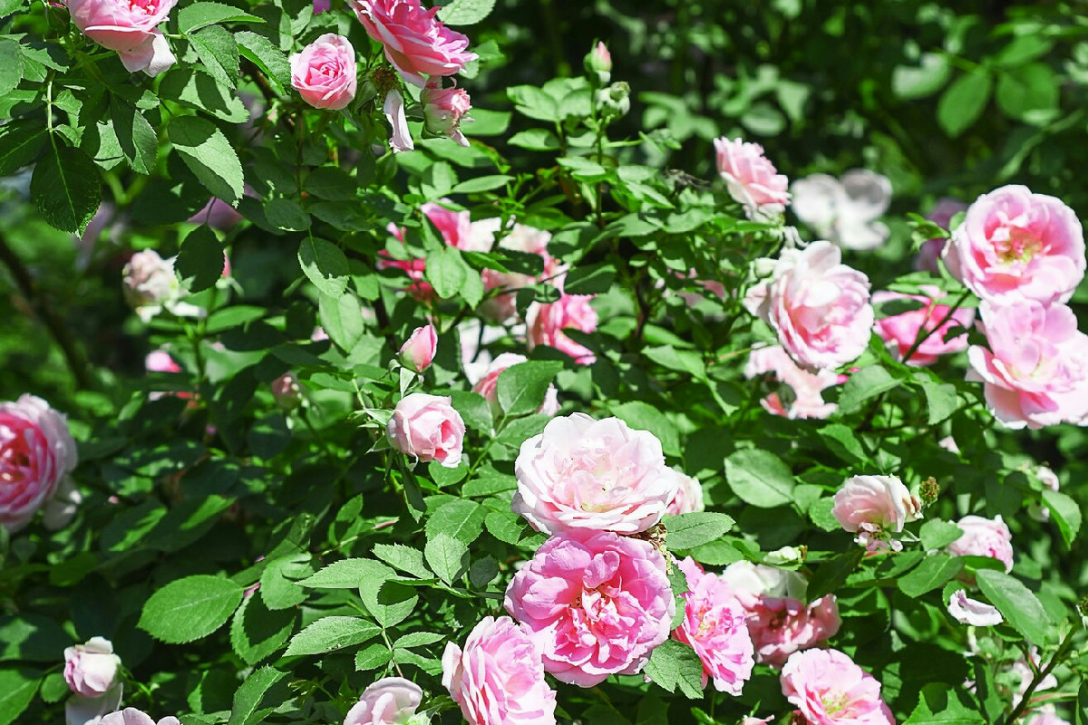 Non immagini cosa succede alle rose se tagli così: la tecnica dei fioristi per boccioli maxi