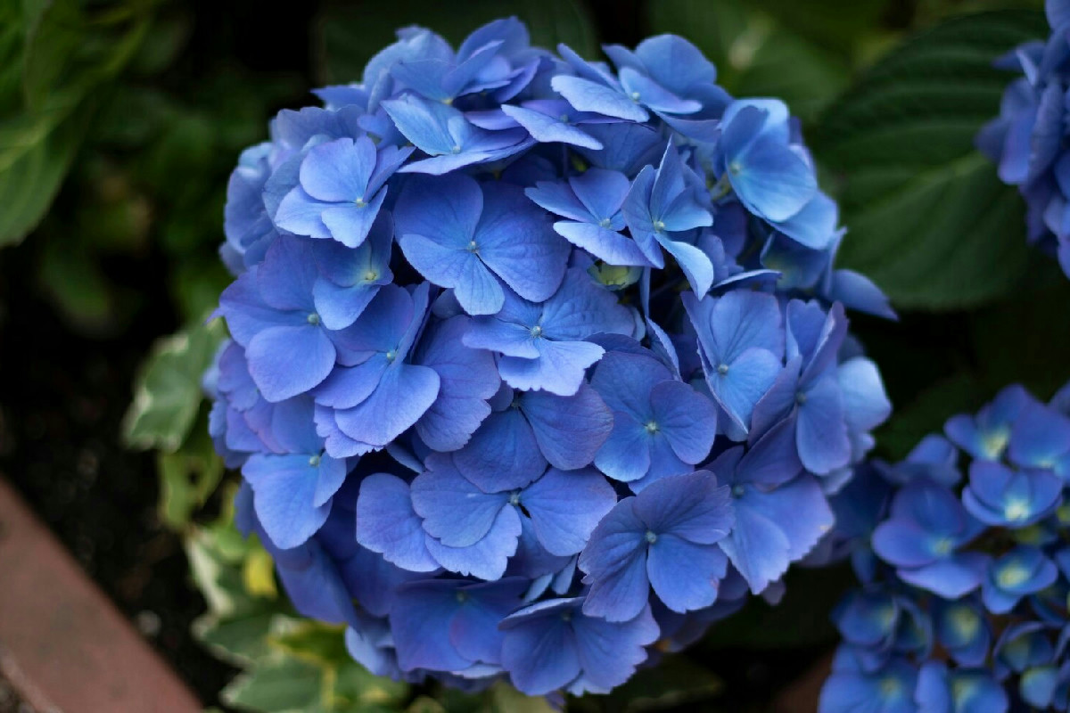 Ortensie blu vibranti: il segreto del terreno acido che trasforma la fioritura in casa