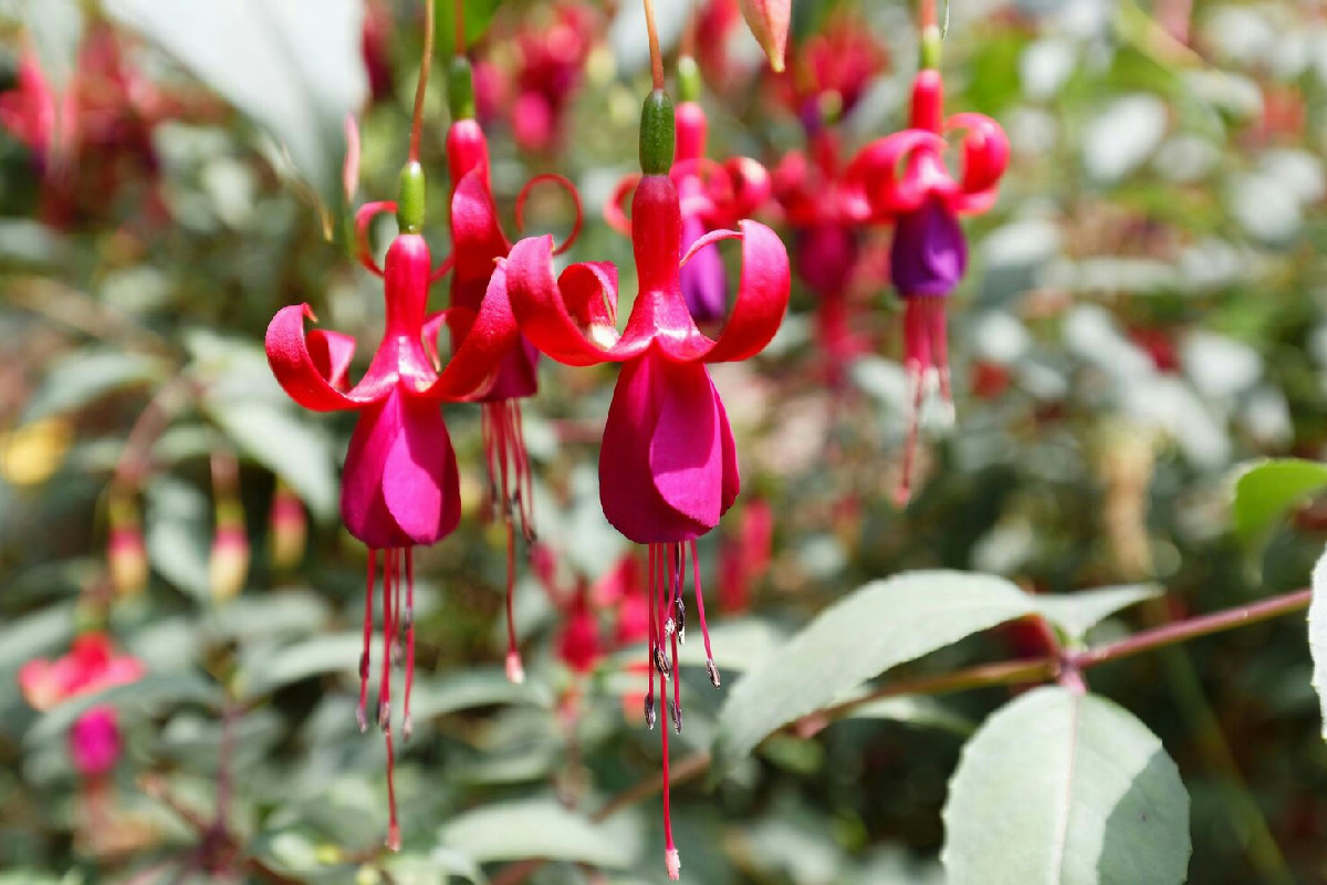 Perché la bouganville secca in inverno: l'errore comune che blocca la fioritura vera