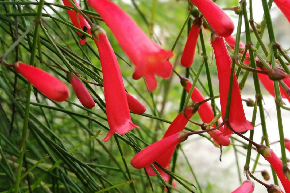 Perché la bouganville secca in inverno: l'errore comune che blocca la fioritura vera