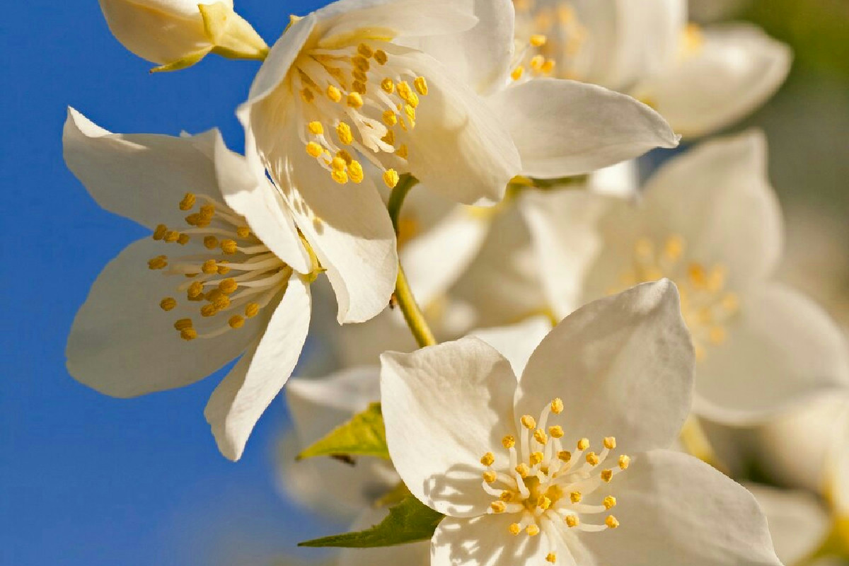 Perché il gelsomino ha smesso di fiorire e come far tornare i suoi fiori in pochi passi