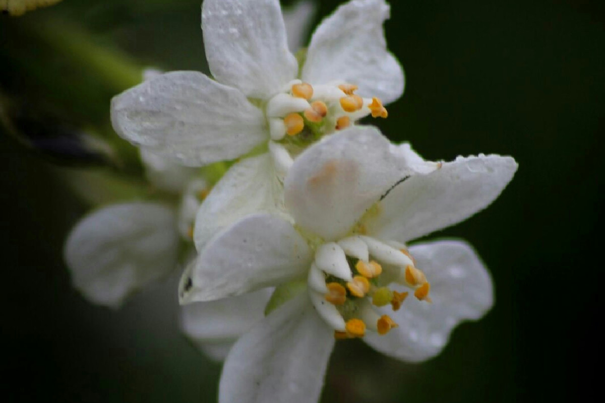 Perché il gelsomino ha smesso di fiorire e come far tornare i suoi fiori in pochi passi