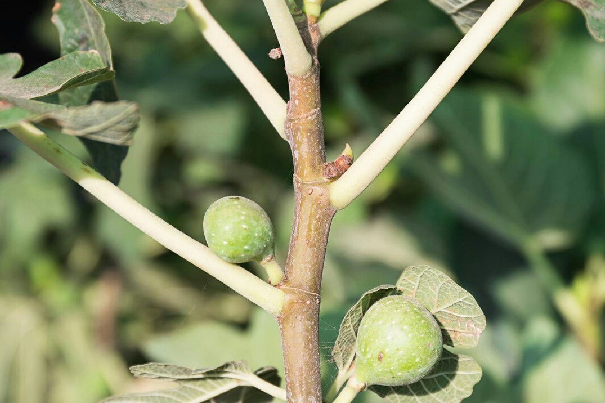 Perché il tuo fico non produce buoni frutti? La potatura del coltivatore fa la differenza