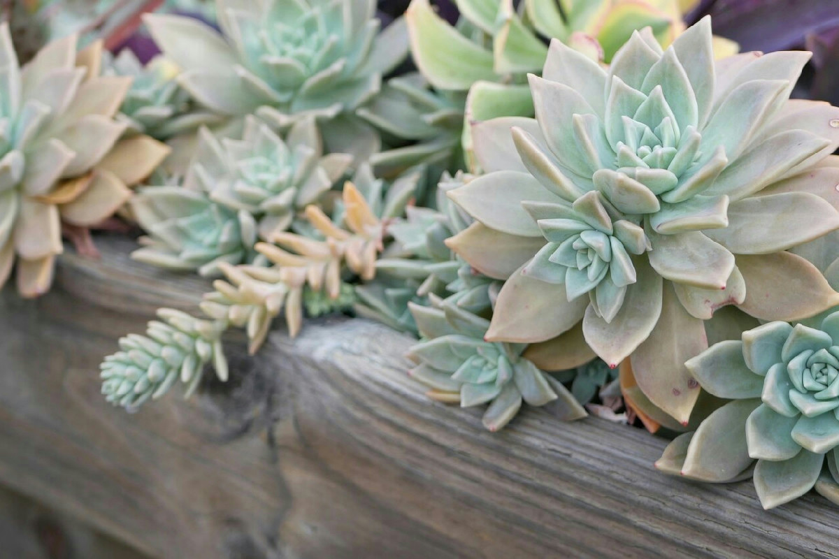 Le piante grasse nel tuo giardino creano un’oasi originale: idee pratiche per allestire uno spazio unico