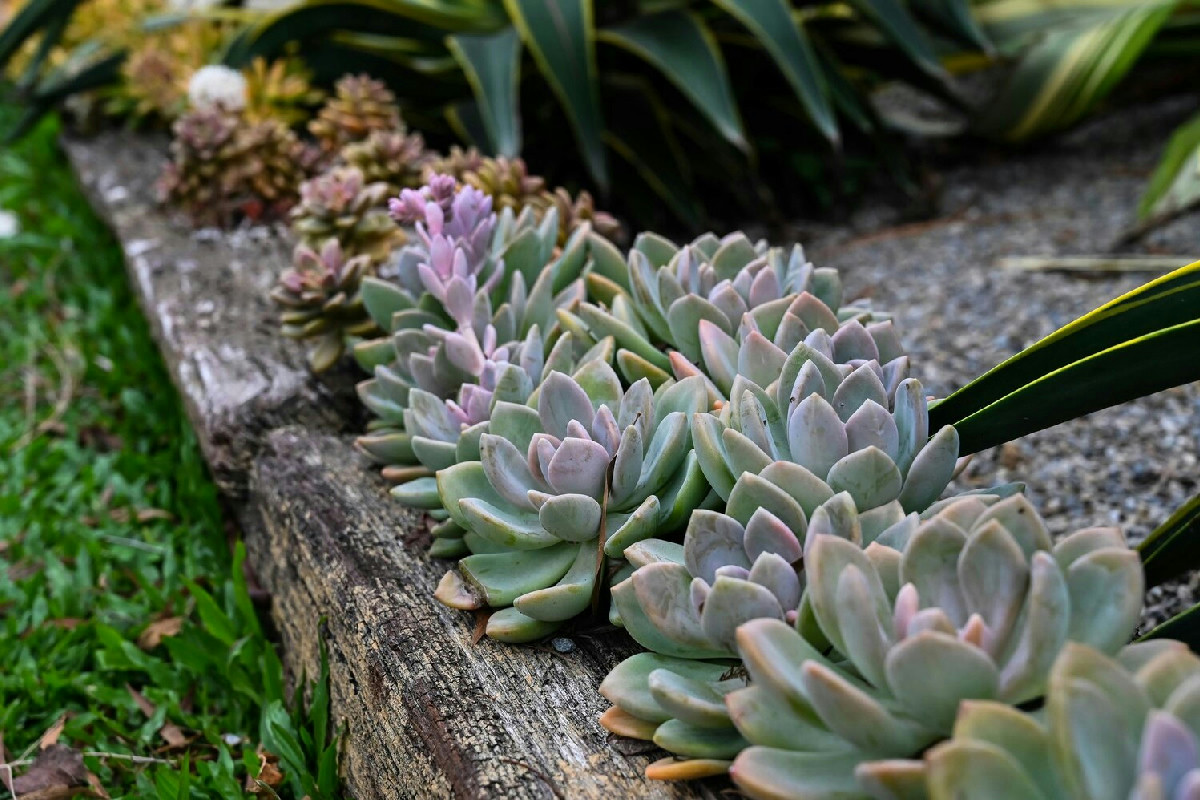 Le piante grasse nel tuo giardino creano un’oasi originale: idee pratiche per allestire uno spazio unico