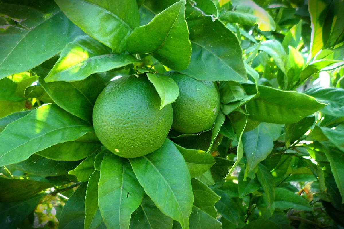La potatura del limone in giardino: quando intervenire per conservare al meglio i frutti