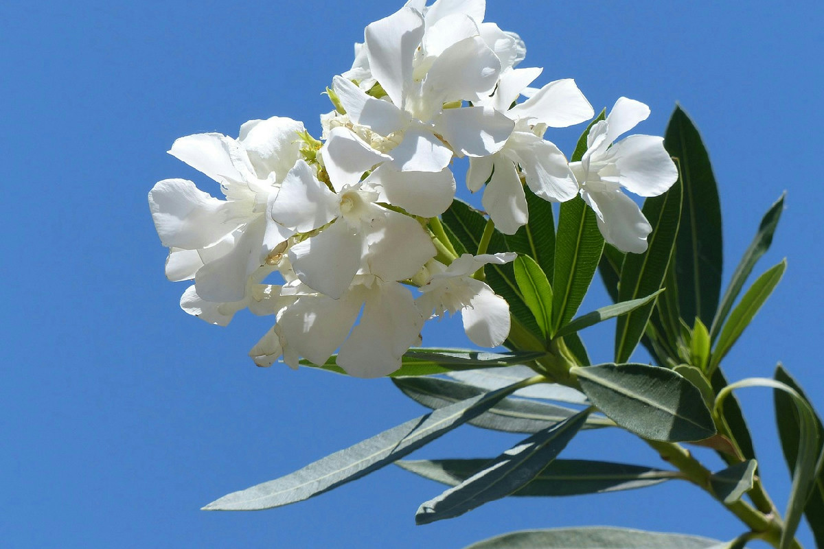 Potatura oleandro: i passaggi essenziali per una fioritura abbondante e rigogliosa