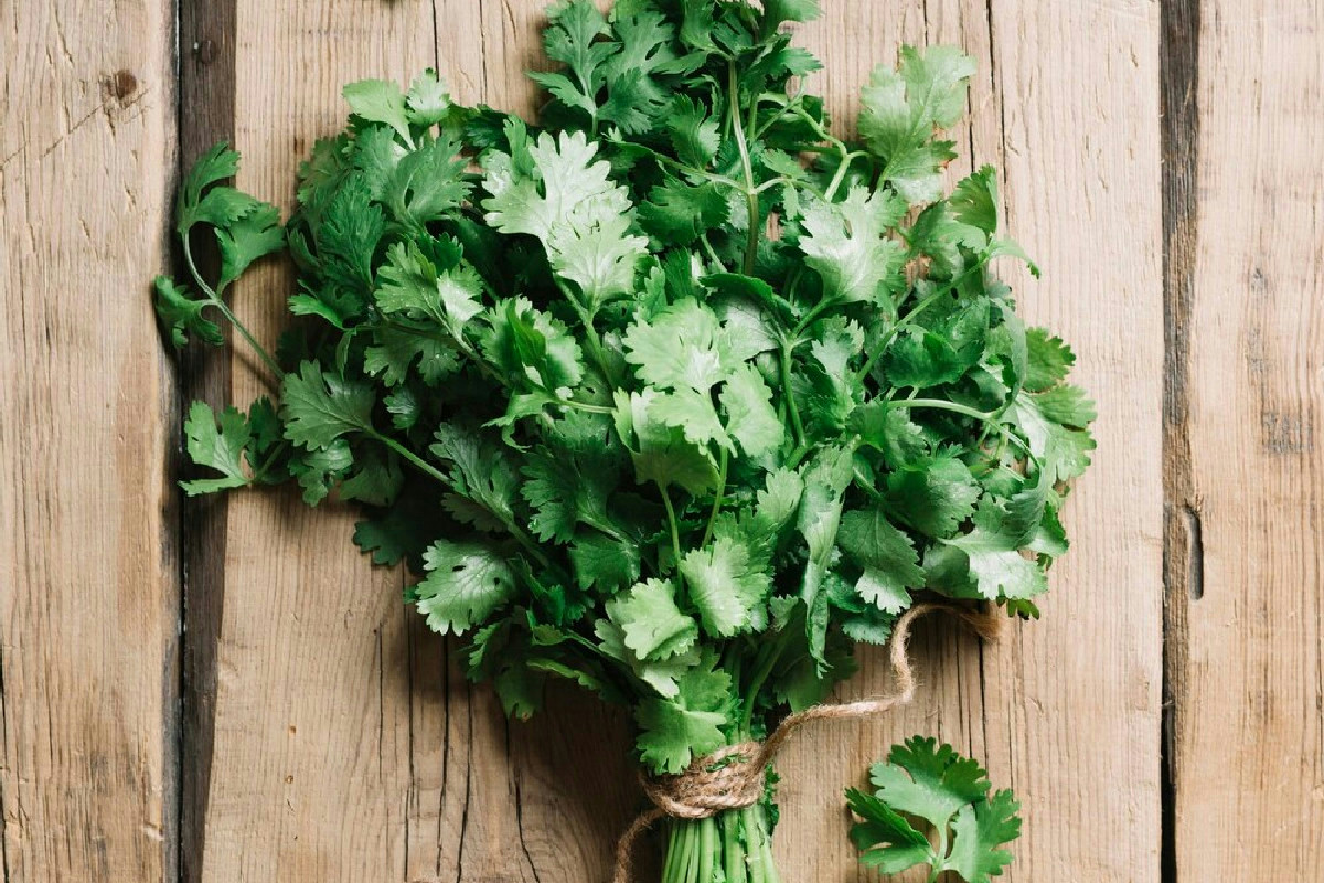 Prezzemolo rigoglioso tutto l’anno: come curare e moltiplicare le tue piantine verdi in casa