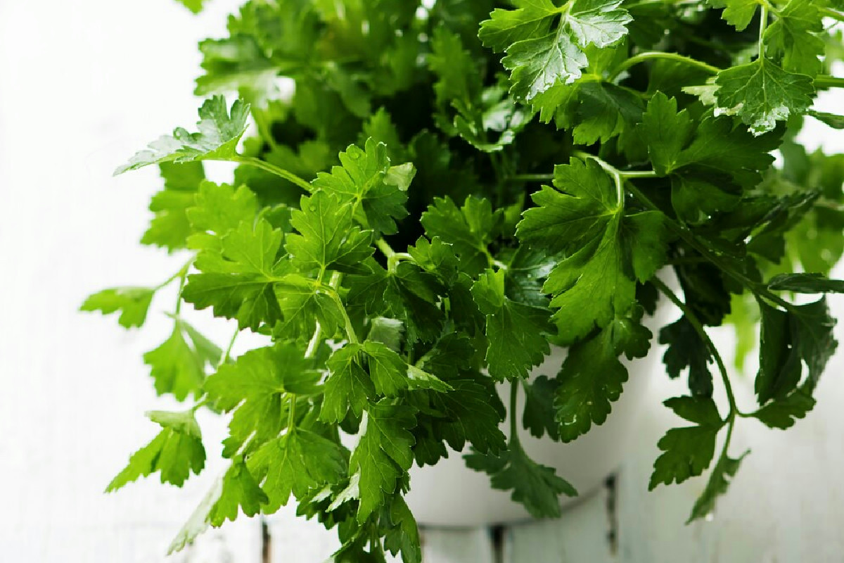 Prezzemolo rigoglioso tutto l’anno: come curare e moltiplicare le tue piantine verdi in casa