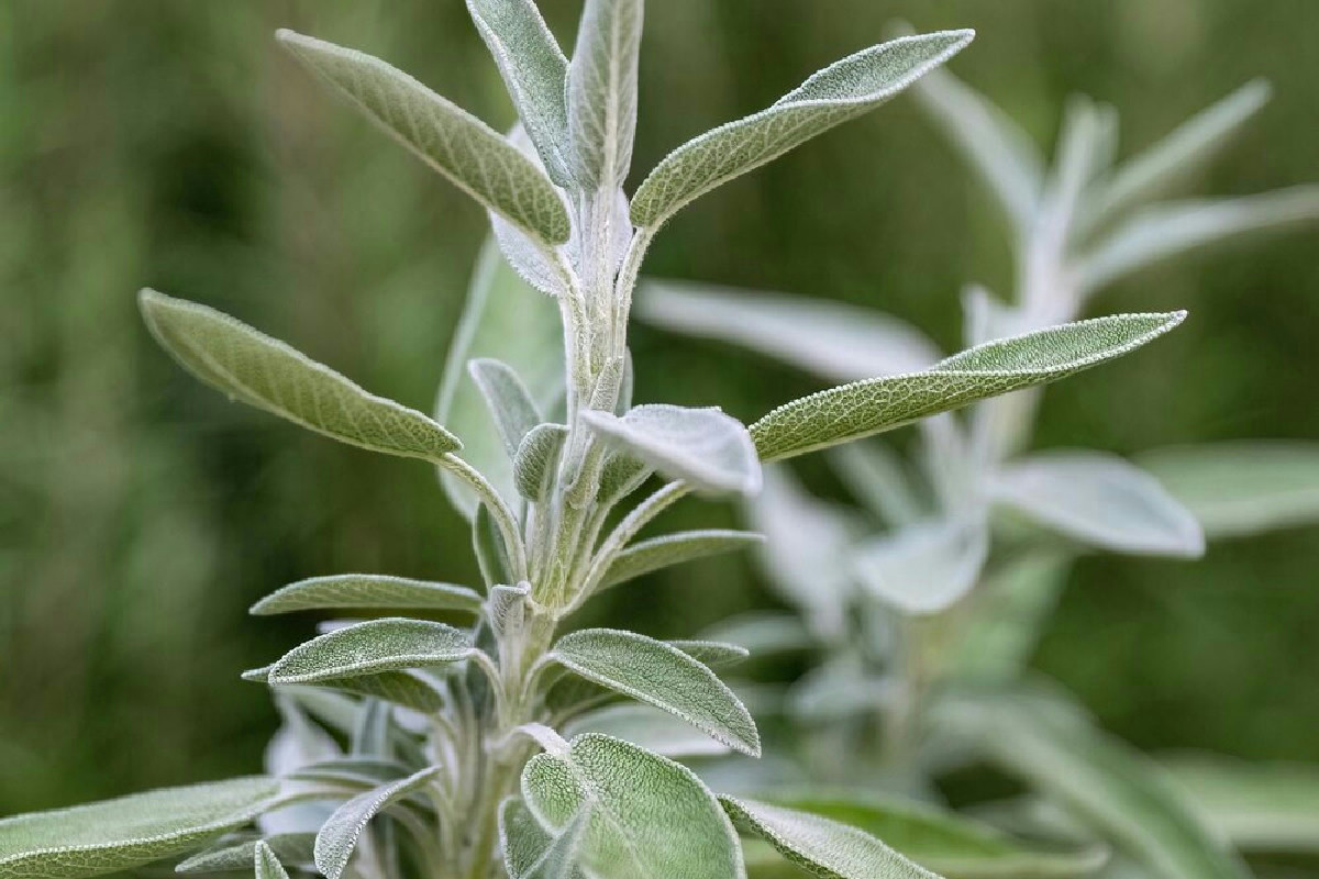 Quando potare la salvia legnosa per farla rinascere: il segreto funziona solo dopo l’inverno freddo