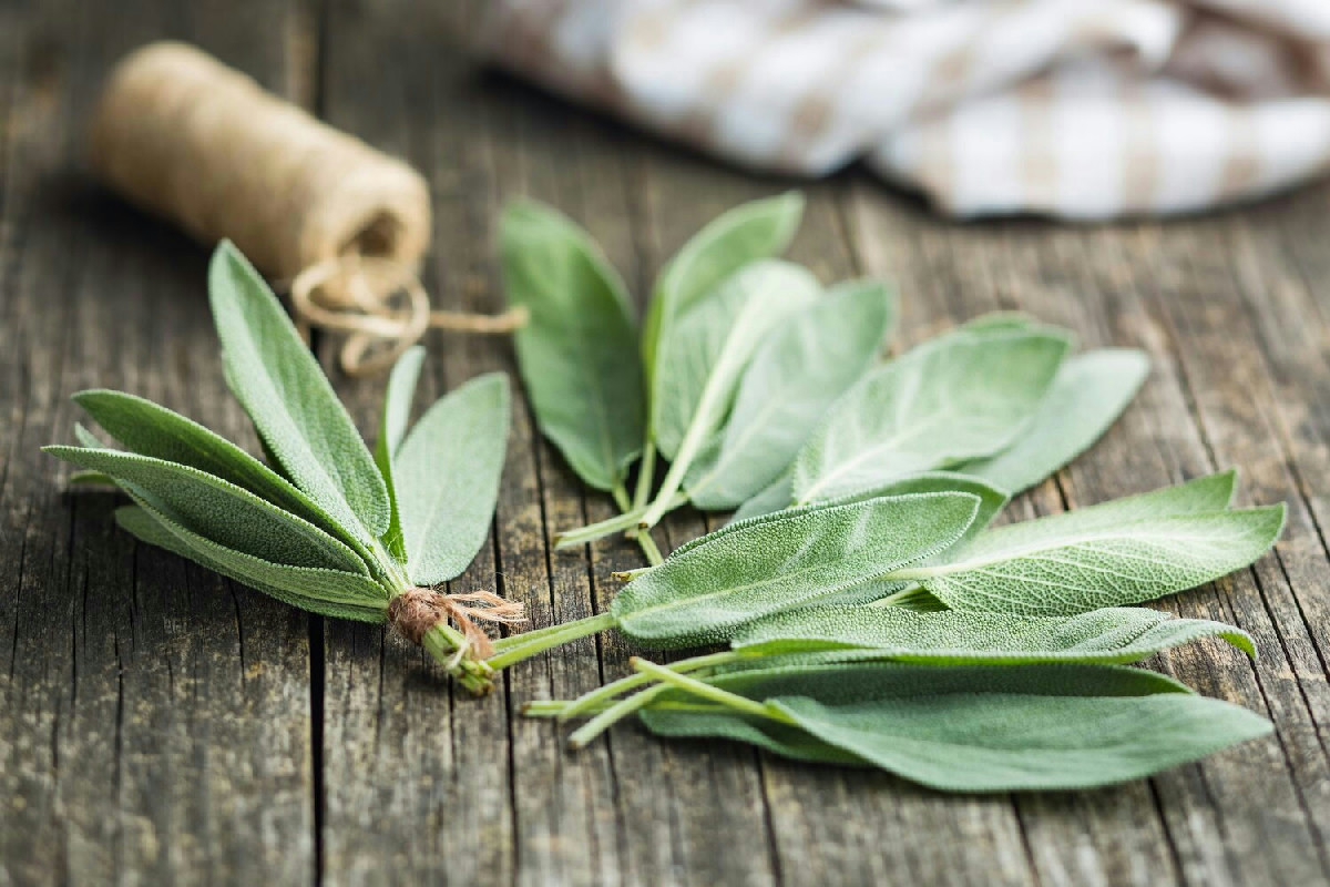 Quando potare la salvia legnosa per farla rinascere: il segreto funziona solo dopo l’inverno freddo