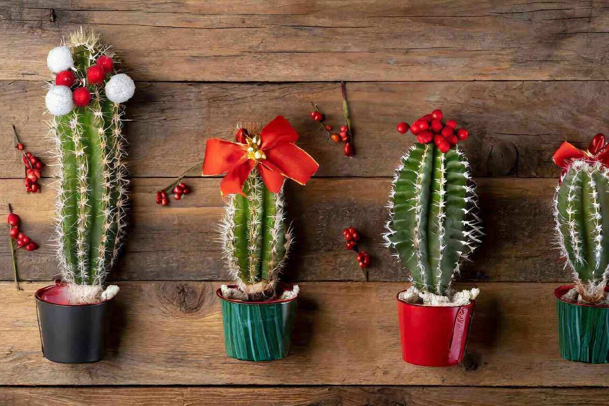 Questo cambio di stanza fa rifiorire il cactus di Natale con boccioli rigogliosi e inattesi