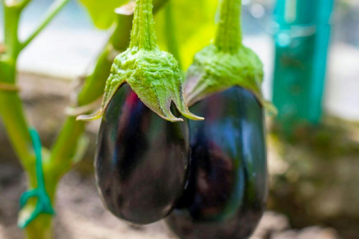 Questo piccolo segreto della nonna ti garantisce melanzane succose in orto ogni anno