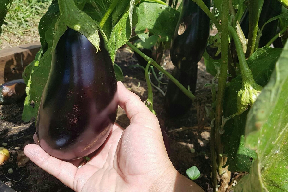Questo piccolo segreto della nonna ti garantisce melanzane succose in orto ogni anno