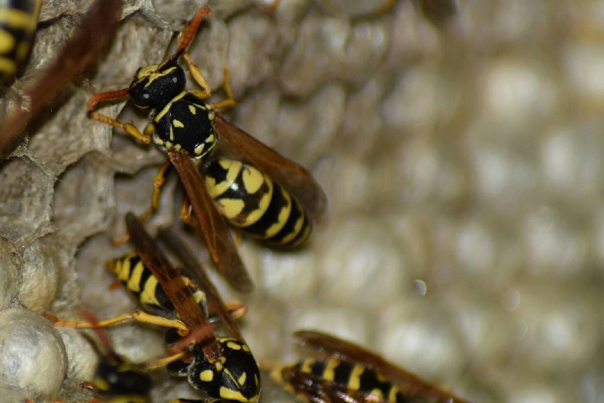 Il rimedio naturale per allontanare i calabroni dal giardino in modo semplice e veloce